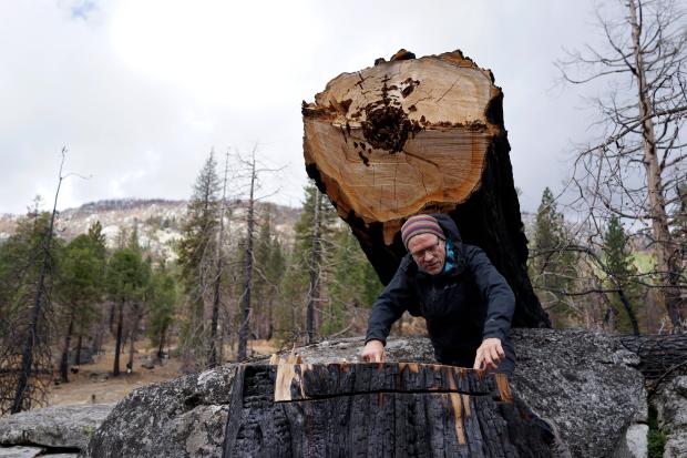 Hugh Safford, an environmental science and policy researcher at the University of California, Davis, counts the rings of a tree killed by the 2021 Caldor Fire in Eldorado National Forest, Calif., near Lake Tahoe, on Oct. 22, 2022. Scientists say forest is disappearing as increasingly intense fires alter landscapes around the planet, threatening wildlife, jeopardizing efforts to capture climate-warming carbon and harming water supplies. (AP Photo/Brian Melley)