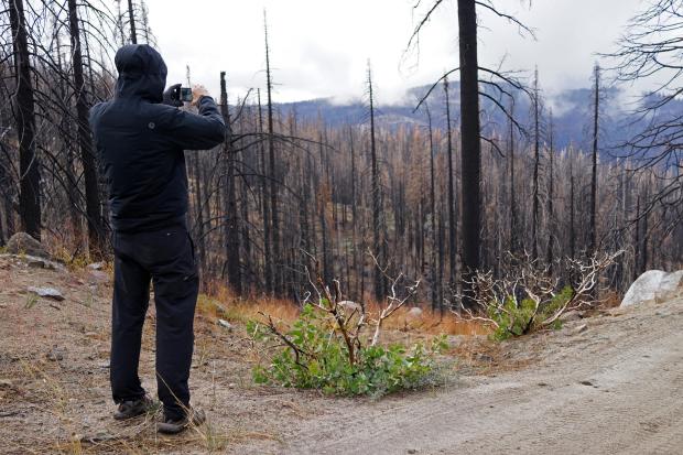 Hugh Safford, an environmental science and policy researcher at the University of California, Davis, takes a photo on Oct. 22, 2022, of trees torched by the 2021 Caldor Fire in Eldorado National Forest, Calif., near Lake Tahoe. Scientists say forest is disappearing as increasingly intense fires alter landscapes around the planet, threatening wildlife, jeopardizing efforts to capture climate-warming carbon and harming water supplies. (AP Photo/Brian Melley)