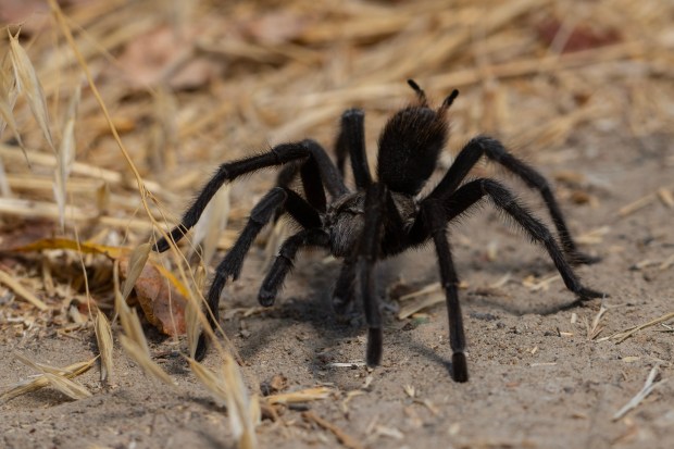 A male tarantula travels along a trail in the foothills of Mount Diablo in Walnut Creek, Calif., on Thursday, Sept. 28, 2023. During the months of September through October the East Bay hills are visited by male tarantulas as they search for a female mate. Motorist and bicyclist have to be very cautious as the male tarantulas become active during dusk. (Jose Carlos Fajardo/Bay Area News Group)