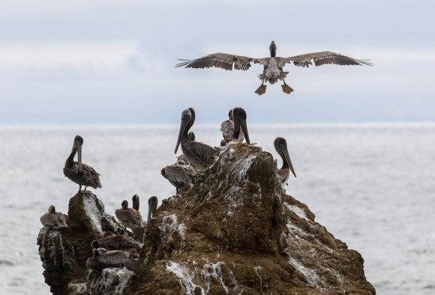 Pelicans rule the roost at Mussel Rock in Daly City, Calif., Thursday, June 26, 2023. (Karl Mondon/Bay Area News Group)