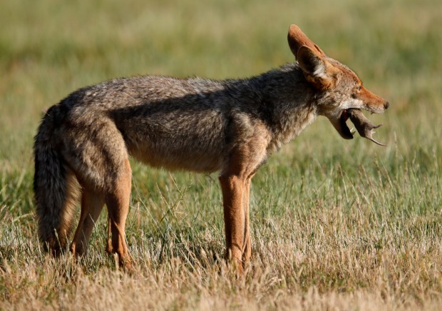 A coyote eats a gopher at the Foothills Nature Preserve in Palo Alto, Calif., on Thursday, May 30, 2023. (Jane Tyska/Bay Area News Group)