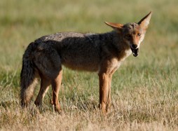 If you spend any time on social media, whether it’s your neighborhood’s Facebook page or NextDoor.com, it seems like coyote sightings have increased exponentially in the last few years. . But is that really the case?