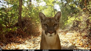 The director of the California Mountain Lion Project at UC Davis’ Wildlife Health Center, Vickers, 68, is one of the most experienced cougar experts in the U.S. He raves about his close encounters with the majestic predators.