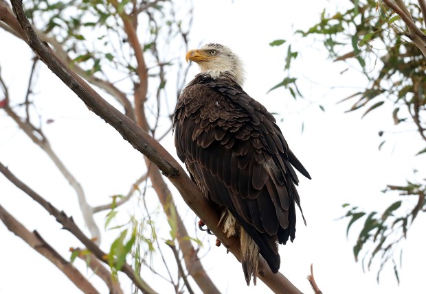 A bald eagle at the Corica Park golf course on Tuesday, May 23, 2023, in Alameda, Calif. The Golden Gate Audubon Society has weekly bird watching treks at the course where visitors have the chance to spot bald eagles, herons, ducks, and song birds. (Aric Crabb/Bay Area News Group)