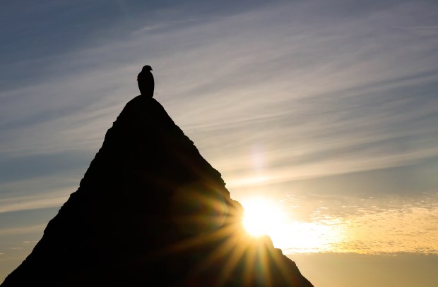 A hawk sits atop the Pyramid to Moses waiting for its prey at Joaquin Miller Park in Oakland, Calif., as the sun sets in the horizon on Friday, Nov. 10, 2023. The pyramid was built in 1892 by Joaquin Miller as a symbol of belief in the Ten Commandments. (Ray Chavez/Bay Area News Group)