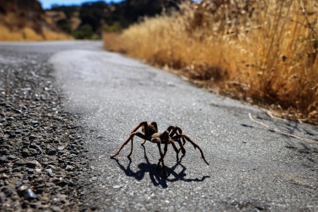 A tarantula moves along Panoche Road between San Benito Valley and Hollister, Calif., on Saturday, Oct. 28, 2023. The arachnid moved off the road safely in a grassy area. (Ray Chavez/Bay Area News Group)