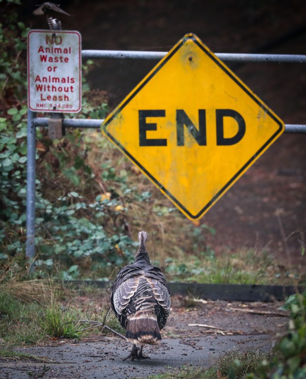 RICHMOND, CA - OCTOBER 21: A wild turkey pauses before proceeding with caution on a dead end street in the Point Richmond neighborhood in Richmond, Calif., on Thursday, Oct. 21, 2021. While wild turkeys search for food, Thanksgiving Holiday cooks may be searching for their traditional main course due to a shortage of turkeys this year reported by the Department of Agriculture. (Ray Chavez/Bay Area News Group)