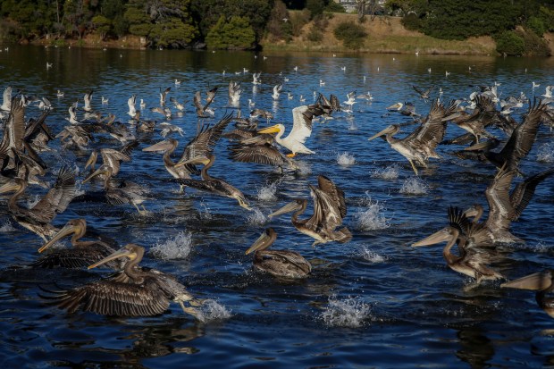 OAKLAND, CALIFORNIA - AUGUST 31: Flocks of pelicans and other birds eat live fish near the thousands of dead fish floating around Lake Merritt in Oakland, Calif., on Wednesday, Aug. 31, 2022. Environmentalists believe a toxic or red algae bloom has killed thousands of fish and other sea life seen around Lake Merritt and other areas in the San Francisco Bay. (Ray Chavez/Bay Area News Group)