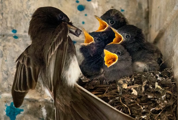 SAN FRANCISCO, CA - May 15: Chicks are fed lunch, Saturday, May 15, 2021, in a nest under the eaves of the Portals of the Past structure at Lloyd Lake in San Francisco's Golden Gate Park. (Karl Mondon/Bay Area News Group)