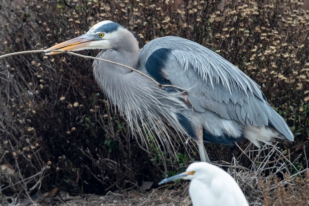 SAN MATEO, CA - JAN. 12: A great blue heron carries a stick in a shoreline marsh during the 8.77 ft. high King Tide in San Mateo, Calif., Tuesday, Jan. 12, 2021. (Karl Mondon/Bay Area News Group)