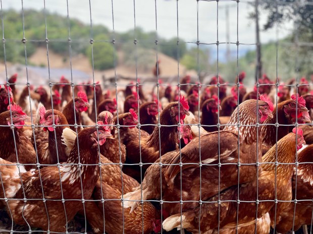 Chickens crowd a fence at Hicks Mountain Hens in Novato, Calif. The farm has a stand where people can buy fresh eggs, honey and local butter. (John Metcalfe/Bay Area News Group)