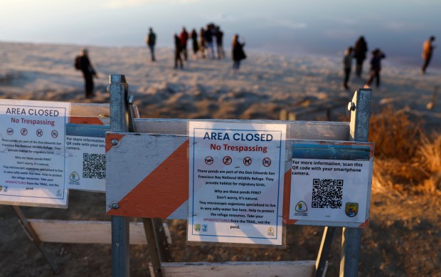 Visitors ignore signs informing visitors to stay on the Alviso Slough Trail next to the pink hue, due to algae, that can be seen at the Don Edwards San Francisco Bay Wildlife Refuge in Alviso in San Jose, Calif., on Monday, Nov. 13, 2023. (Nhat V. Meyer/Bay Area News Group)