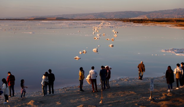 Visitors stand in an area closed to the public off of the Alviso Slough Trail next to the pink hue, due to algae, that can be seen at the Don Edwards San Francisco Bay Wildlife Refuge in Alviso in San Jose, Calif., on Monday, Nov. 13, 2023. (Nhat V. Meyer/Bay Area News Group)