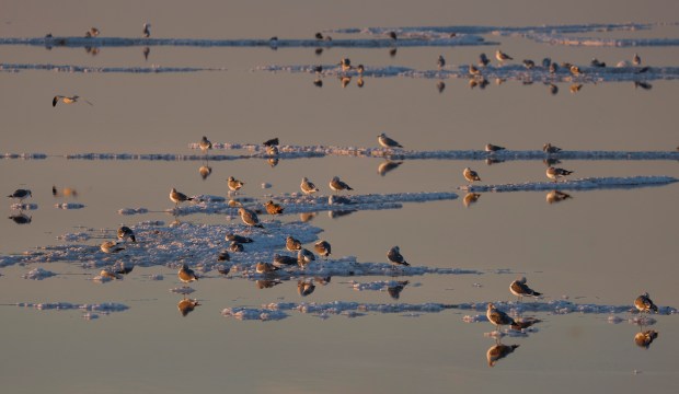 Birds can be seen from the Alviso Slough Trail at the Don Edwards San Francisco Bay Wildlife Refuge in Alviso in San Jose, Calif., on Monday, Nov. 13, 2023. (Nhat V. Meyer/Bay Area News Group)