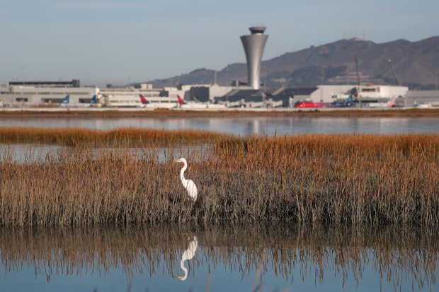 MILLBRAE, CA - Oct. 8: An egret hunts in the reeds of San Francisco Bay, Tuesday, Oct. 8, 2019, near San Francisco International Airport in a view from Bayfront Park. (Karl Mondon/Bay Area News Group)