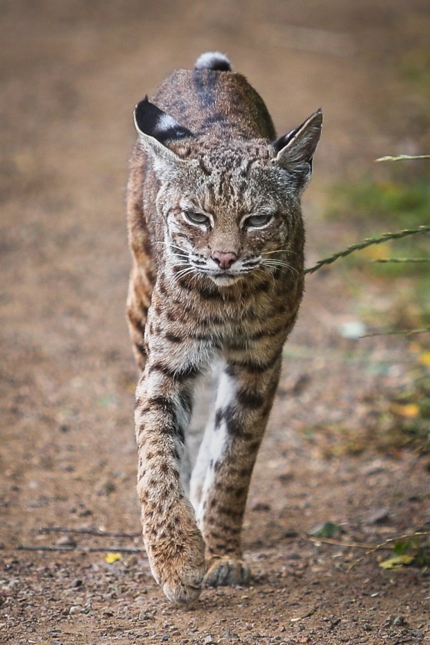 A bobcat walks along the Tennessee Valley Trail searching for prey in Mill Valley in July 2022.