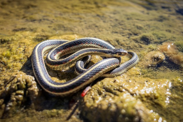 Ecologist Michael Westphal, Wildlife Biology program lead for the Central Coast field office, puts back a Valley garter snake found near yellow-legged frogs in Larious Creek in San Benito County, Calif., on Saturday, Oct. 28, 2023. (Ray Chavez/Bay Area News Group)