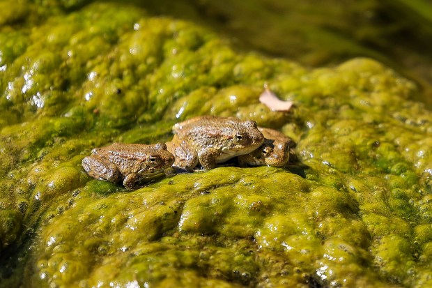 A trio of yellow-legged frogs in their habitat rest on algae in a segment of Larious Creek in San Benito County, Calif., on Saturday, Oct. 28, 2023. The yellow-legged frog is considered an endangered specie federally and at the state level too. (Ray Chavez/Bay Area News Group)