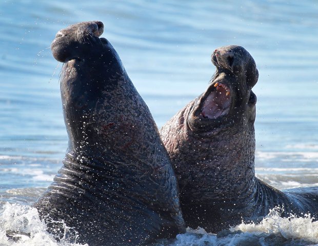 Two male northern elephant seals fight along a beach at Año Nuevo State Park in Pescadero. (Aric Crabb/Bay Area News Group)