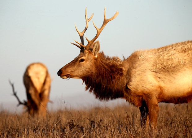 FILE PHOTO --- INVERNESS, CA - OCTOBER 21: Male tule elk are seen off the Tomales Point Trail at the Point Reyes National Seashore in Inverness, Calif., on Wednesday, Oct. 21, 2020. (Jane Tyska/Bay Area News Group)